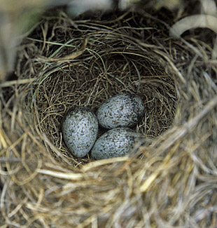 Mountain Pipit nest with eggs